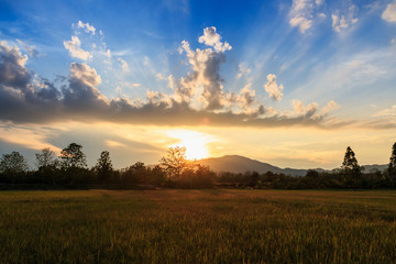 Fototapeta premium Landscape, sunset sky light in a field