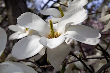 Papier Peint photo Lavable Magnolia Magnolienblüte