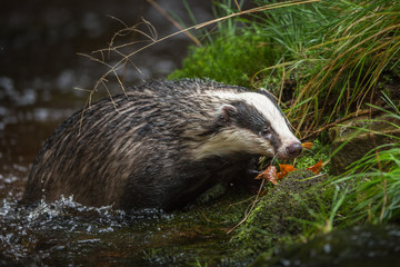 Badger in forest creek. European badgerforest swimming in the water, animal in the nature forest habitat, Germany, central Europe. Wildlife scene from nature. Mammal in the water. (Meles meles) © vaclav