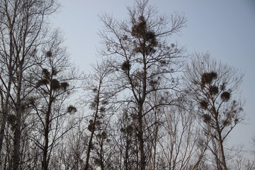 Forest, trees, plants, branches, sky, shadow, blue, mistletoe on trees, nature,