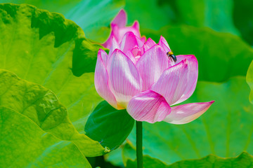 Obraz premium The Lotus Flower.Background is the lotus leaf.Shooting location is Yokohama, Kanagawa Prefecture Japan.