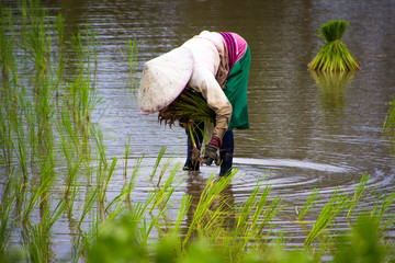 Fototapeta na wymiar Asian farmers farm rice in Thailand
