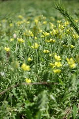 Macro of yellow flowers of Ceratocephala testiculata