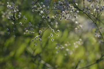 Small flowers
