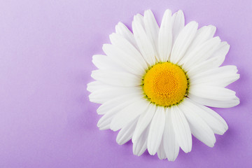 Chamomile on a lilac background