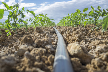 Young tomato plants drip irrigation system. Ground level view
