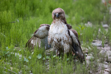 Red Tailed Hawk with missing eye