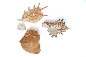 Seashell isolated on the white background