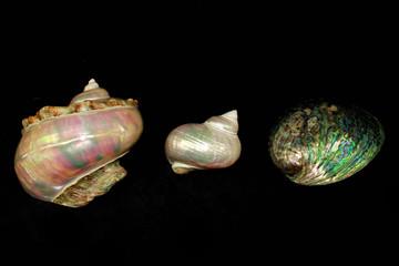 Abalone Mother of Pearl Sea Shells