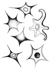 Stars pen dots, Stars and sea stars pen points  four, five, six rays on a white background