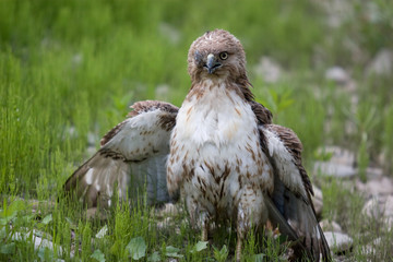 Red Tailed Hawk with missing eye
