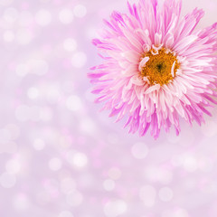 Obraz premium One pink aster close-up on a blurred background with a bokeh. Greeting card with copyspace with free place for text.