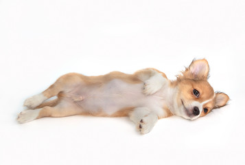 Cute chihuahua puppy relax and lying down on white