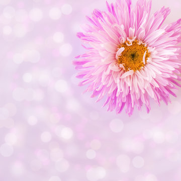 One pink aster close-up on a blurred background with a bokeh. Greeting card with copyspace with free place for text.