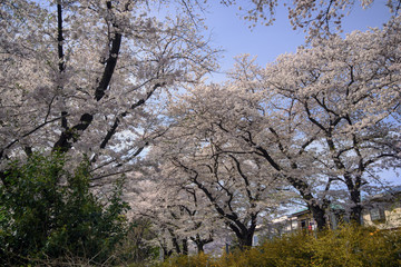 Japan Sakura flower park or cherry blossom full bloom in spring season .