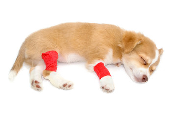  Elastic bandage on chihuahua dog's leg on white background