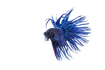 Crown tail fighting fish,siamese fighting fish isolated on black