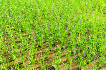 green rice plant at the large farm
