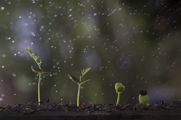 Plant growth from seed tree in nature background.