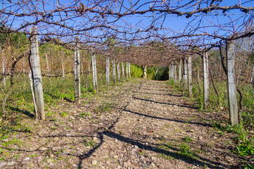 Vineyard in winter, Vale dos Vinhedos valley