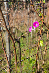 Flowers and Vineyard in winter, Vale dos Vinhedos valley