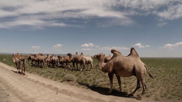 a Herd of Two-Humped Camels on Dirt Roads in the Mongolian Desert