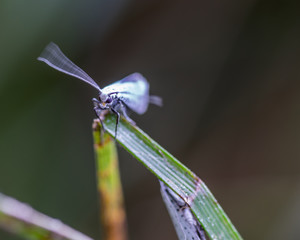 Ermine moth eyes.