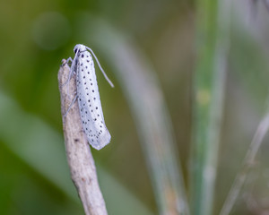 Ermine moth back.