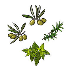 Olives, mint and rosemary herbs, spices, ingredients, sketch style vector illustration on white background. Realistic hand drawing of olives, mint and rosemary leaves