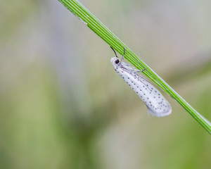 Ermine moth.
