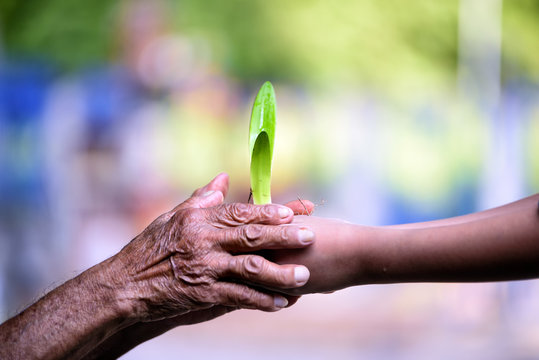 Conceptual close up environment photo ,Hands of elderly man and baby holding a young plant against a green natural background in spring. Ecology concept .