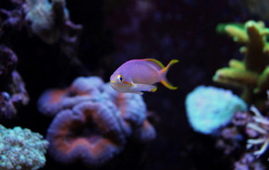 Squareback Anthias (Pseudanthias pleurotaenia)