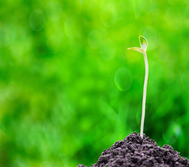 Green sprout growing out from soil on blurred green bokeh background