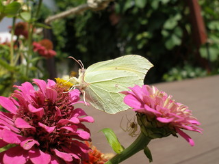 Polowanie na cytrynka 1 © wikaka