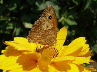 Przestrojnik jurtina © wikaka