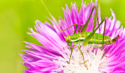 macro photo of green grasshopper on a flower of a cornflower close up