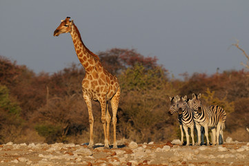 Giraffe mit Gruppe Zebras, groß und klein, Etosha Nationalpark, Namibia