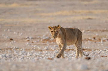 Plakat Löwe auf dem Weg zur Wasserstelle, Etosha Nationalpark, Namibia