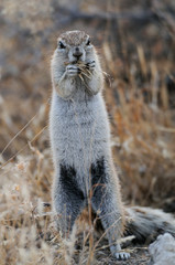 Kaperdhörnchen nimmt einen Snack, Etosha Nationalpark, Namibia