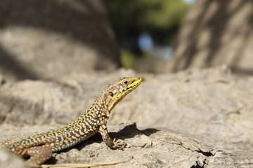lézard malte