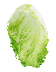 Salad leaf. Lettuce isolated on white background.