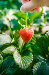 Picking Ripe strawberry, Strawberry farm