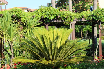 Beautiful exotic garden, pexotic plants, garde, exotic, green, flowers, plants, nature,  fantastic, sunny, 