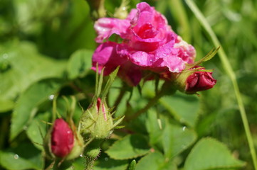 Pink delicate flowers with drops of dew on petals and young green fluffy buds of wild rose bush