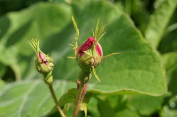 Pink delicate flowers with drops of dew on petals and young green fluffy buds of wild rose bush