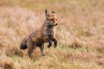 Red fox in the woods(Vulpes vulpes)