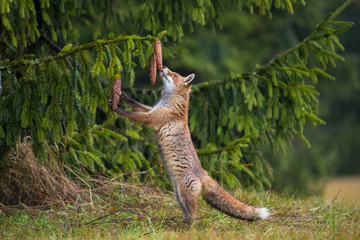 Red fox in the woods(Vulpes vulpes)