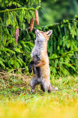 Red fox in the woods(Vulpes vulpes)
