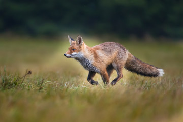Red fox in the woods(Vulpes vulpes)