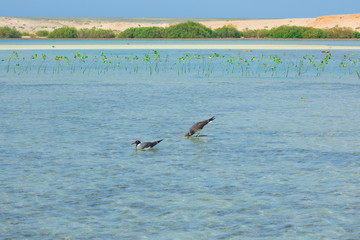 Seagulls flying and Fishing by the sea side with the background of the ocean and the blue sky